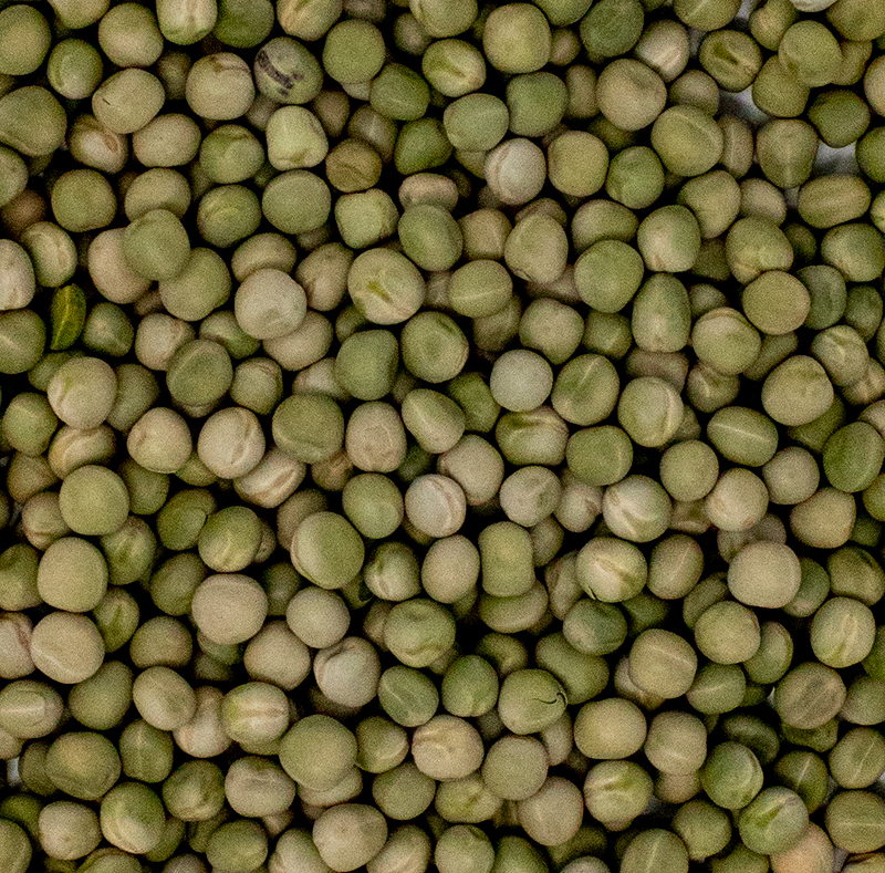 Speckled Peas Sprout Seed