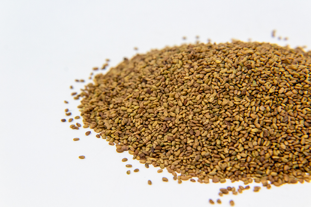Tri Colored Quinoa Sprouting Seed
