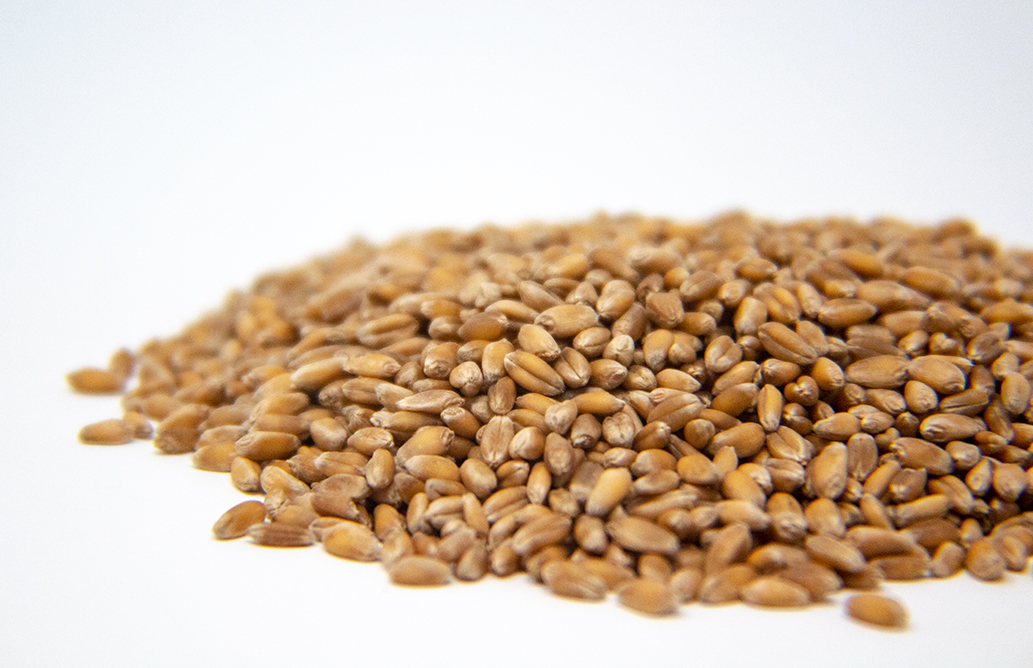 Wheatgrass Sprout Seed