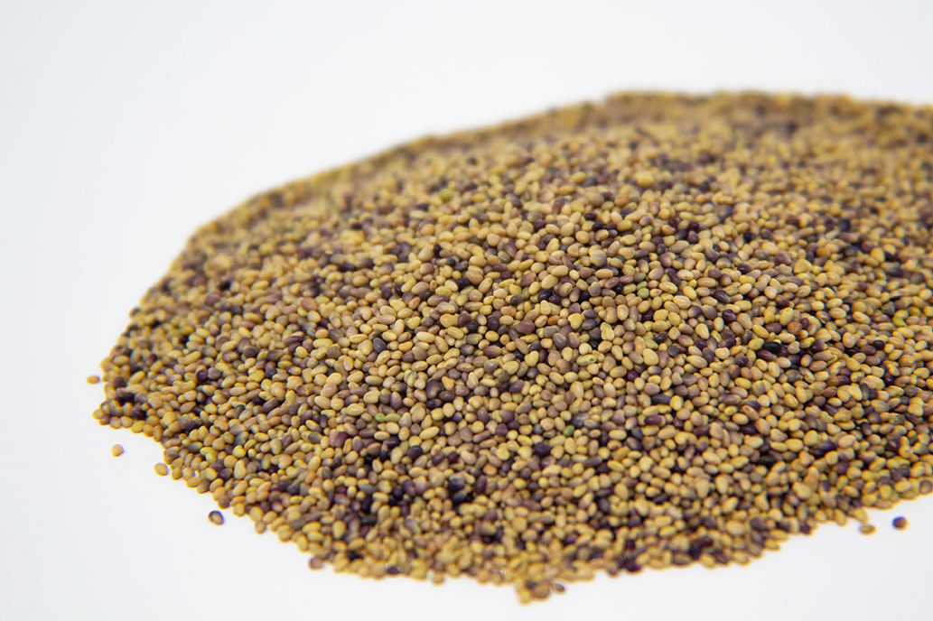 Red Clover Sprout Seed