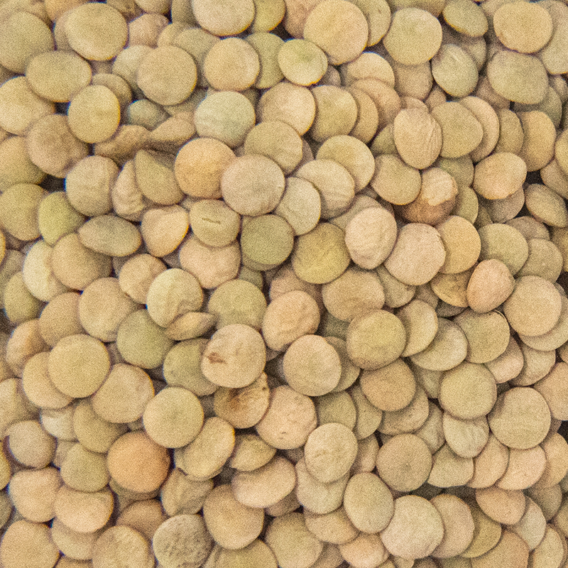 Red Lentil Sprout Seed
