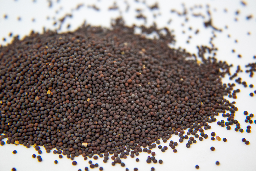 Old Fashioned Mustard Sprout Seed