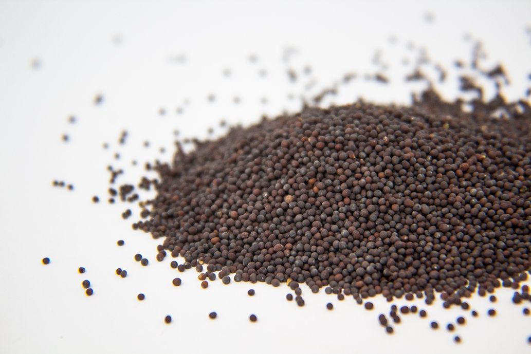 Mustard Sprout Seed