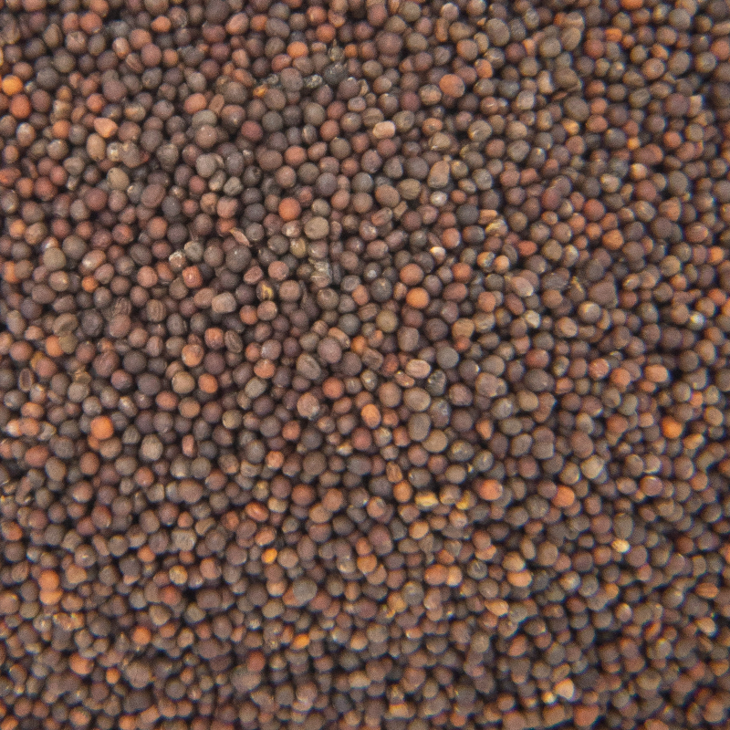 Quinoa Sprout Seed